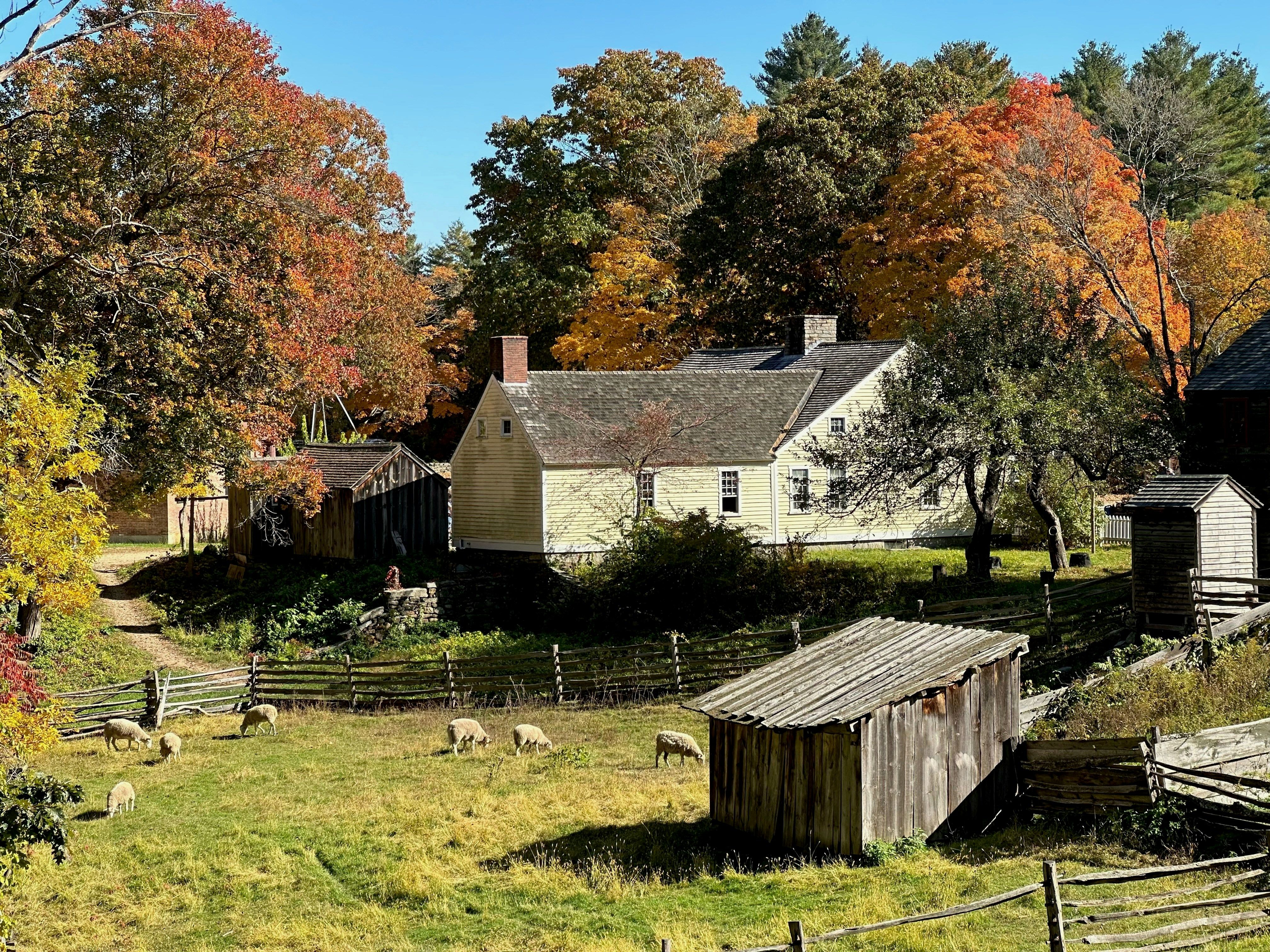 Pastoral autumn scene with sheep grazing in a fenced grassy field in front of rustic wooden sheds and a pale yellow farmhouse, surrounded by trees with colorful fall foliage under a clear blue sky.
